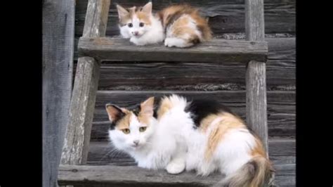 Adult Cats And Their Kitten Doppelgangers Are Doubly Adorable