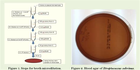 Figure 1 From Modeling The Growth Of Bacteria Streptococcus Sobrinus