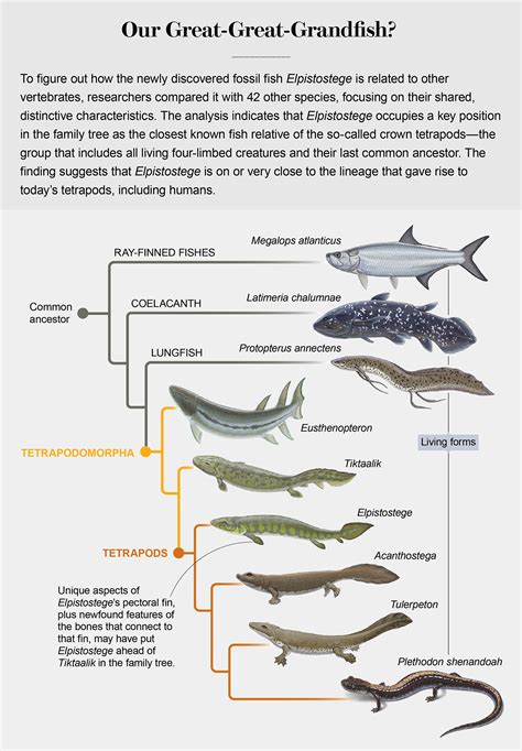How A 380 Million Year Old Fish Gave Us Fingers Scientific American