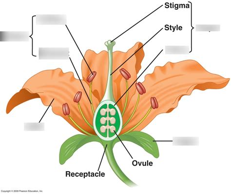 Angiosperm Flowers Diagram Quizlet