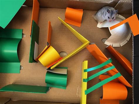 Get Creative And Make A Hamster Maze The Omlet Blog