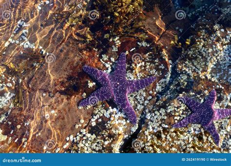 Two Violet Coloured Starfish Beneath The Surface Of The Water Stock