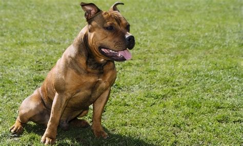 Key Traits That Define the Personality of a Pit Bull-Lab Mix