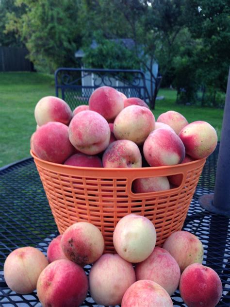 Last Year Was One Of Our Best Harvests Of White Peaches Some Years We