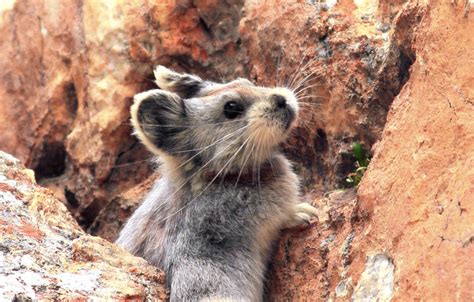 The Man Who Protects Endangered Ili Pikas In Nw Chinas Xinjiang For 40