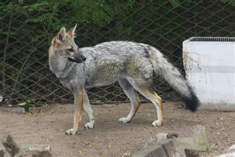 Gray Fox Urocyon Cinereoargenteus Wiki Image Only