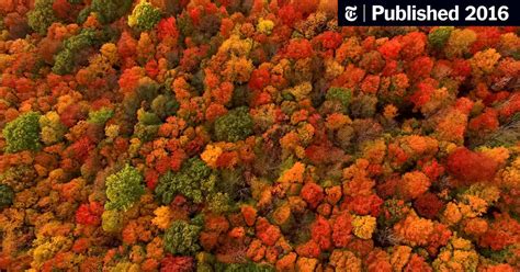 Why Does Fall Foliage Turn So Red And Fiery It Depends The New York