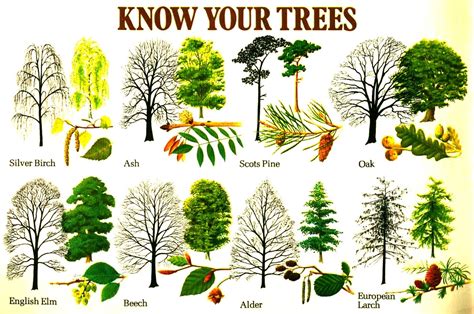 Know Your Trees Tree Identification Leaf Identification Trees To Plant