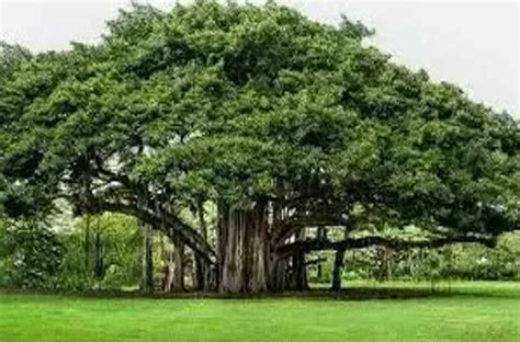 The National Tree Of India Indian Fig Tree Saralstudy