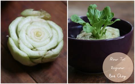 How To Regrowing Bok Choy 17 Apart