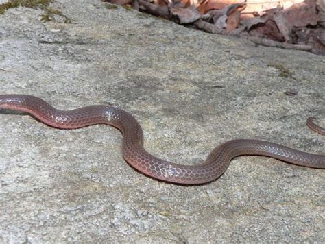 Pregnant Mother Sucks Rattlesnake Venom From Son S Leg