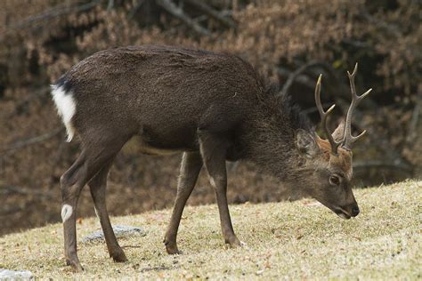 Sika Deer Cervus Nippon Photograph By Eyal Bartov Fine Art America