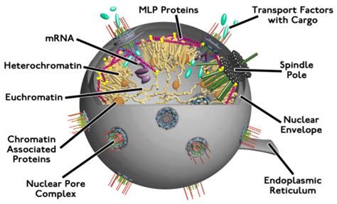 Non Immune Cells Also Combat Microbes