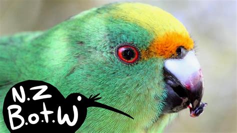 Orange Fronted Parakeet New Zealand Bird Of The Week Youtube