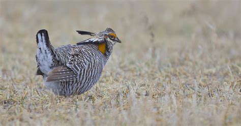 Greater Prairie Chicken The Canadian Encyclopedia