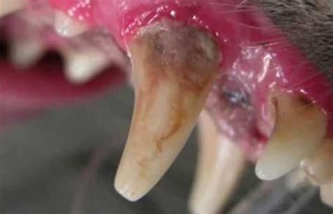What To Know About Rotten Dog Teeth Keepingdog