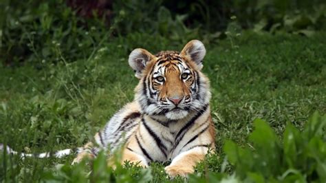 From Thailand To Bhutan Wild Tiger Populations Have Grown The Good