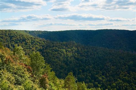 Premium Photo Beautiful Green Forest Against The Blue Sky With Clouds