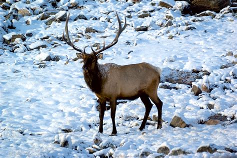 Snowy Elk Wildlife Photograph Fringe Photography Llc
