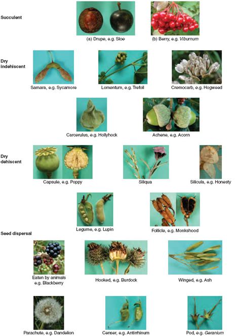 The Fruiting Plant Plant Reproduction Principles Of