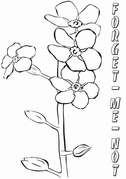 Forget Coloring Pages Forgetmenot