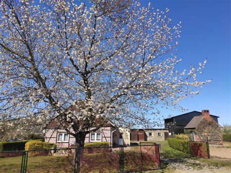Hierzu gehörten weiterhin dargen, waschensee, dewichow und balm. Insel Usedom-Reiseführer: Dewichow