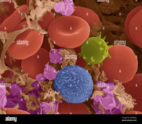 Human Red Blood Cells Activated Platelets And White Blood Cells
