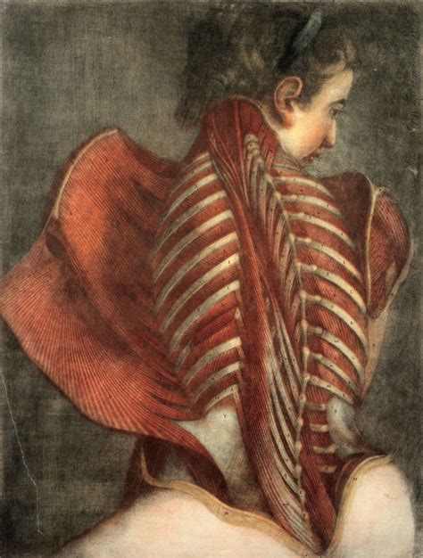 Muscles Of The Back Partial Dissection Of A Seated Woman Showing The