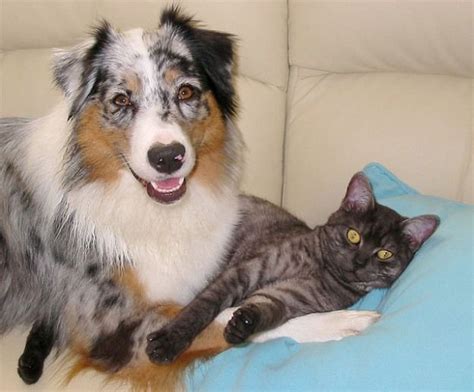 Cute Cat And Dog Cuddling Together Cute Cats And Dogs