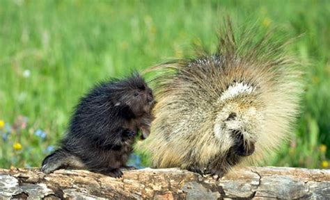 Porcupine Sex Mating Behaviors Involve Quills Musk Penis Spikes Fights And Arcs Of Urine