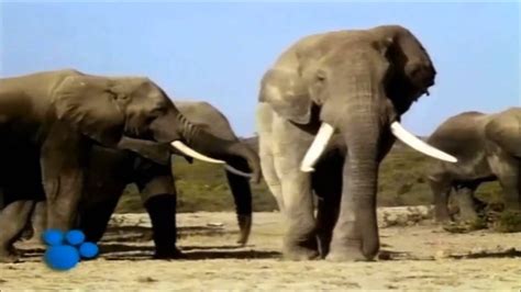 African Elephants The Biggest Animal In Africa Part 1 Youtube