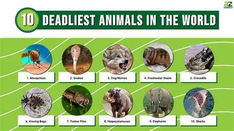The Top 10 Deadliest Animals In The World A Z Animals