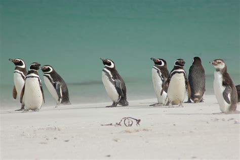 Fantastisches Reich Der Pinguine 2019 Kontiki Reisen Der Spezialist