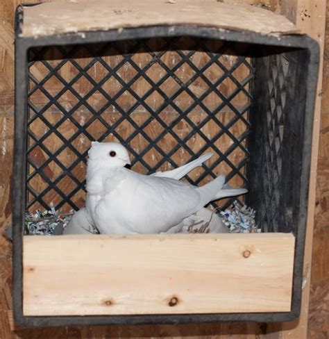Easy Nestbox Pigeon Nest Pigeon Loft Pet Pigeon