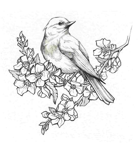 Watch the pictures or drawings of your favorite bird and start drawing roughly. Pencil Drawings Of Flowers And Birds ... | Pencil drawings ...