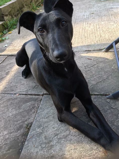 Lurcher Puppy For Sale （waiting For Collection In Beeston