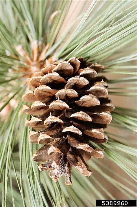 Ponderosa Pine Pinus Ponderosa Var Scopulorum