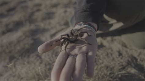 The Great Tarantula Migration Is Taking Place Across Americas Plains