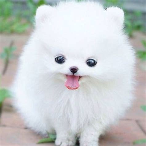 Pin By Trisha Motts On Cute Dogs Cute Fluffy Dogs Cute Animal Photos