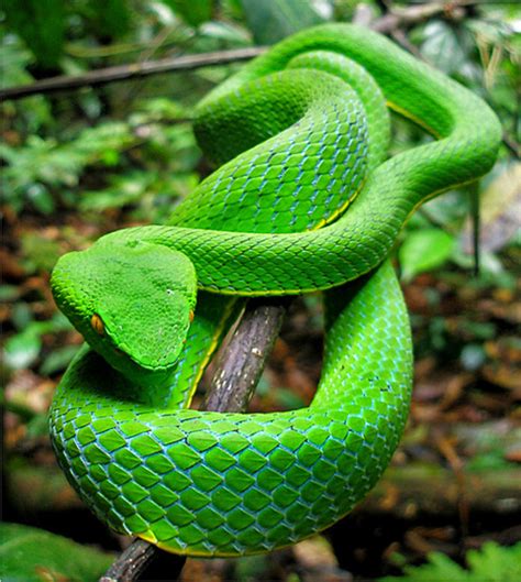 Reptiles And Amphibians Gumprechts Green Pit Viper This Striking