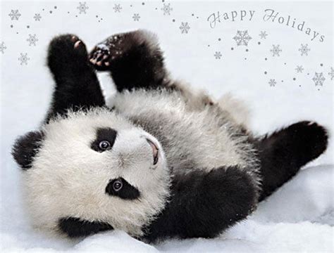 Happy Holidays From The Baby Panda Pictures Photos And Images For