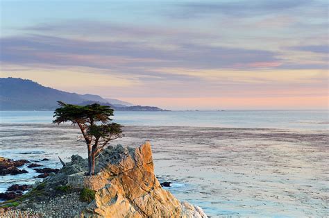Monterey Peninsula Lone Cypress Photograph By Michele Falzone Fine