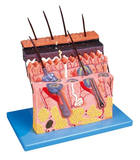 Skin Section Human Anatomy Model Shows Layers Of Skin For
