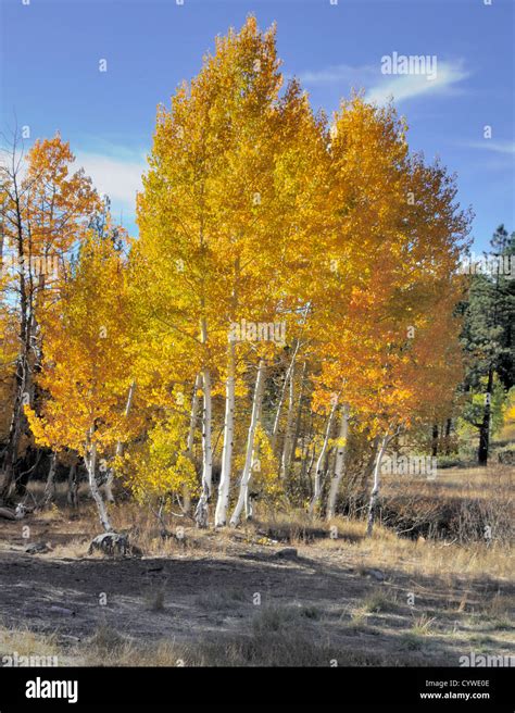 Quaking Aspen Hi Res Stock Photography And Images Alamy