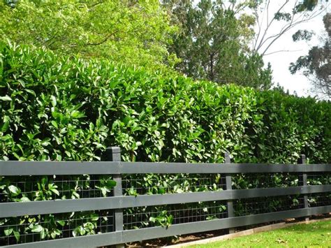 Photinia offers ample coverage, as well as glossy leaves that add richness to your outdoor space. 20 Sweet Viburnum Dense Fast Screen Tree Plants Garden ...