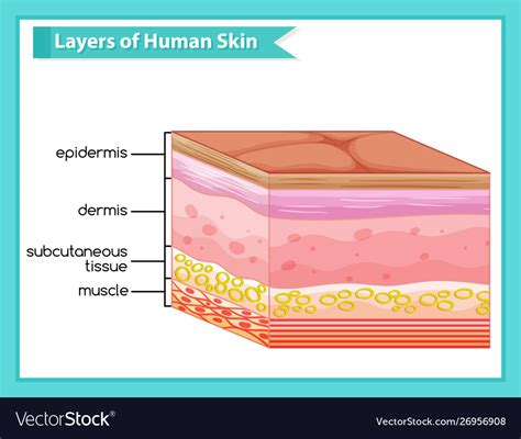 Scientific Medical Human Skin Layers Royalty Free Vector