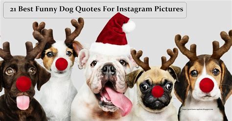 21 Best Funny Dog Quotes For Instagram Pictures Christmas Dog