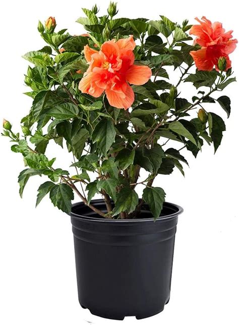Exotic Yellow Hibiscus Live Starter Plant 3 To 5 Inches