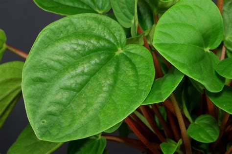 Maybe you would like to learn more about one of these? Radiator Plant (Peperomia albovittata "Rana Verde")