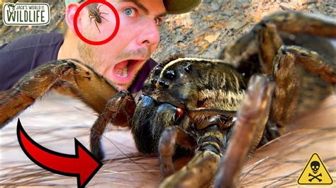 Giant Wolf Spider Bite What Happens Youtube